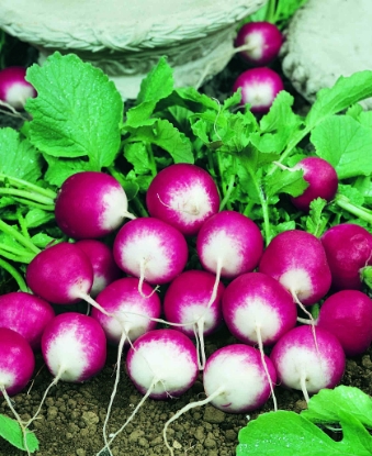 Picture of Radish Sparkler